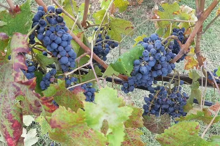 Ripe Sangiovese grape clusters on vines in a Chianti vineyard, featured on a private Tuscany wine tasting and lunch tour
