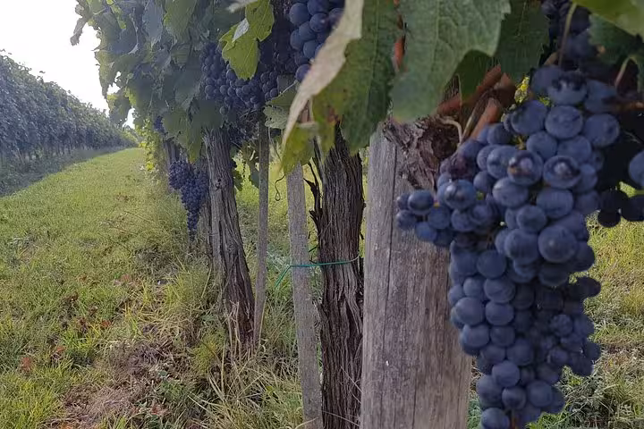 Close-up of Sangiovese grape clusters in Chianti vineyard, tasting tour to Castellina and Greve from Florence