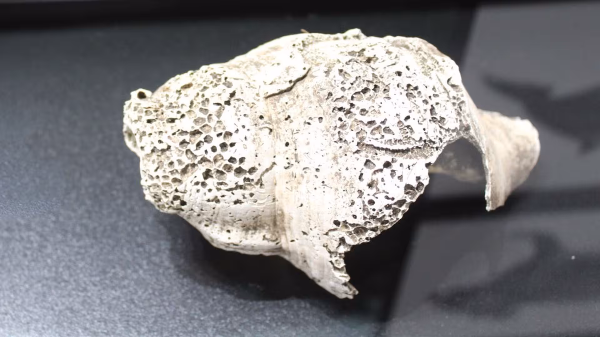 Fragment of ancient skull with porous texture, part of Santa Teresa Gallura archaeological findings.
