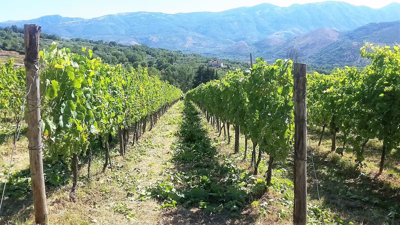 Neat rows of vines in a Sant’Agata de’ Goti vineyard with Campania mountains in the background on a wine tasting tour