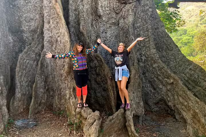 Visitors enjoying the towering ancient tree in Santiago Island's lush natural landscape, Cape Verde.