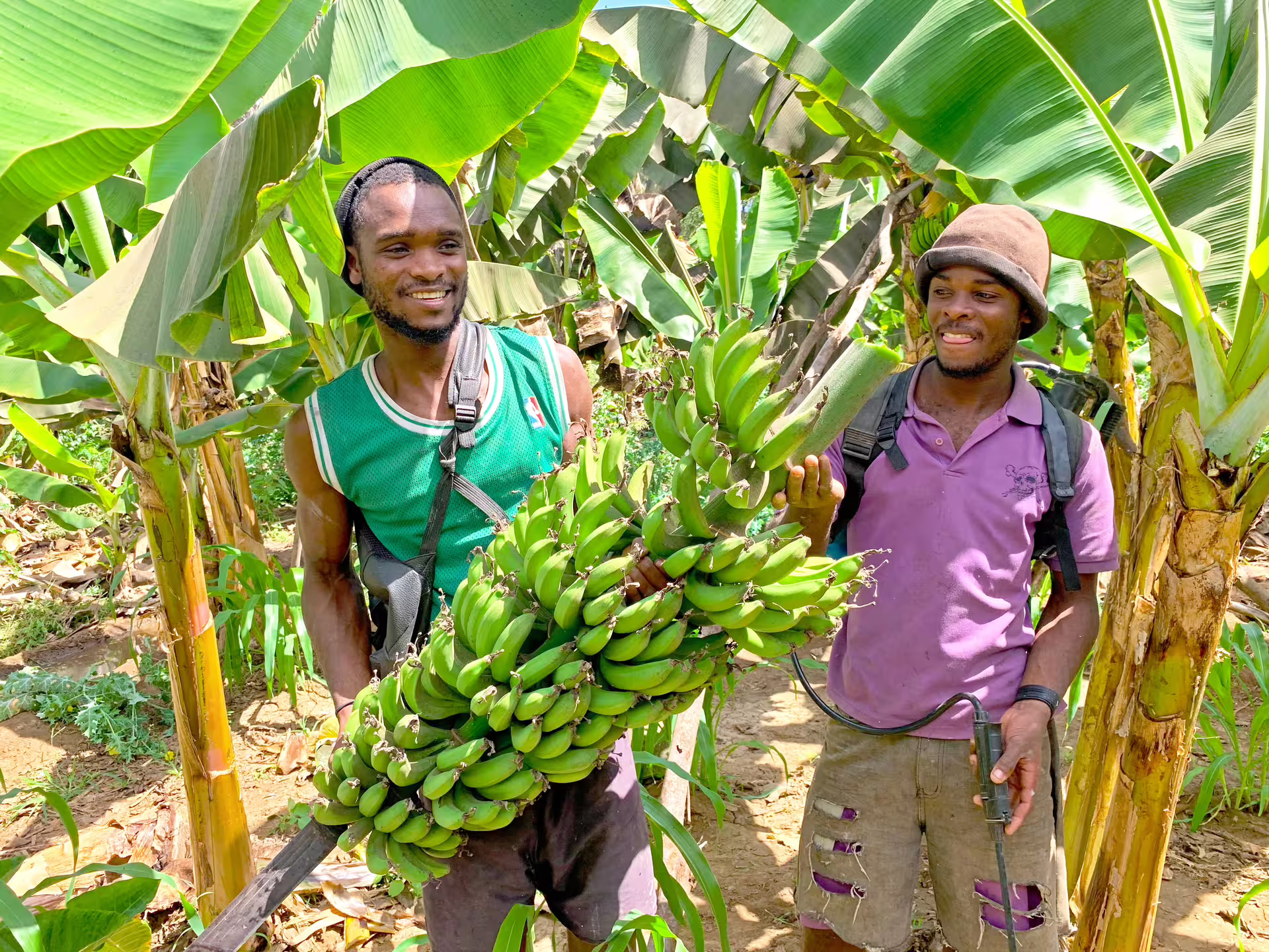 Two local farmers showcasing freshly harvested bananas in a thriving plantation on Santiago Island tour.