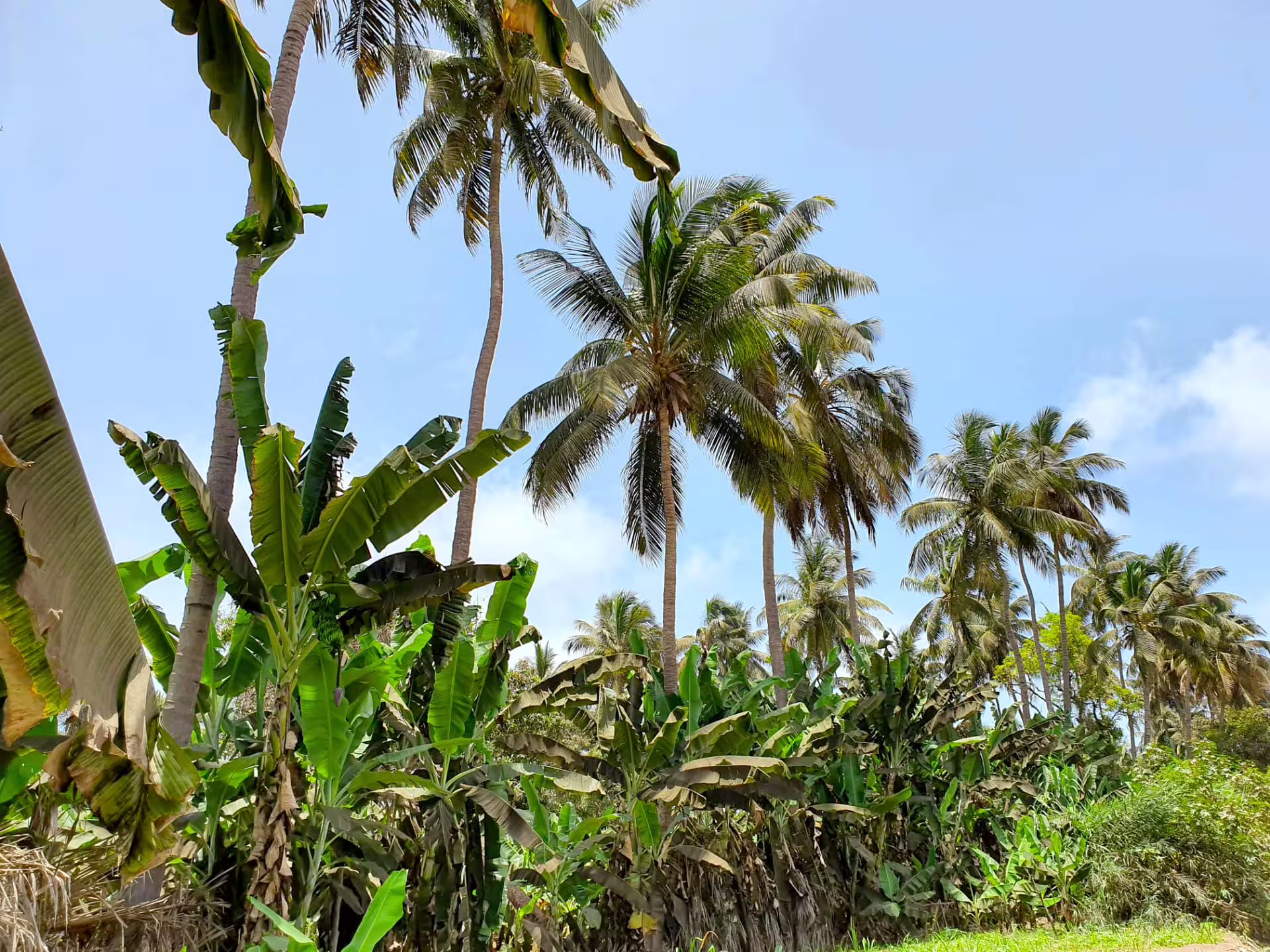 Scenic view of banana and palm trees under a clear blue sky on Santiago Island plantation tour.