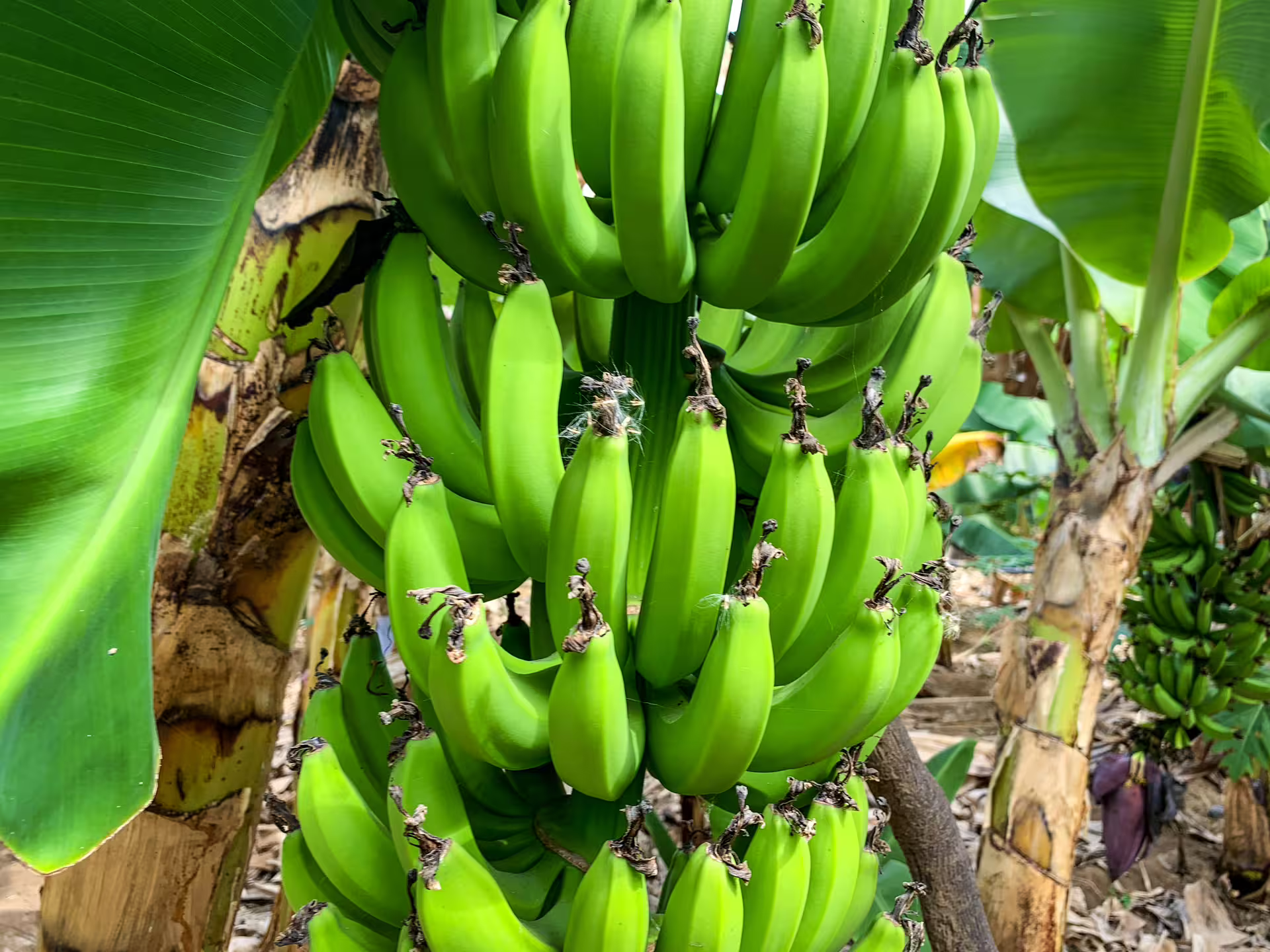 Close-up of vibrant green bananas growing on a tree during Santiago Island plantation tour.