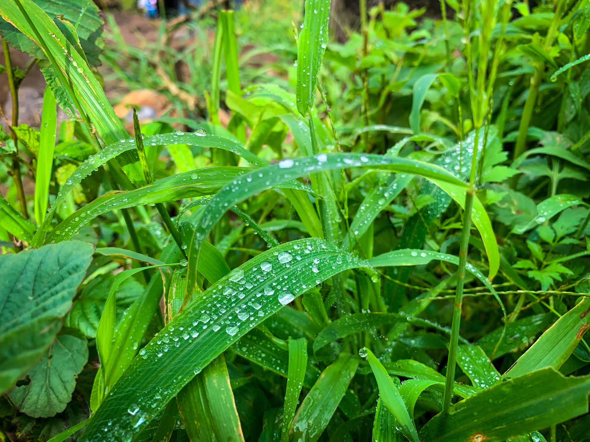 Close-up of dew-covered green foliage on the Santiago Island hike, showcasing vibrant natural beauty.