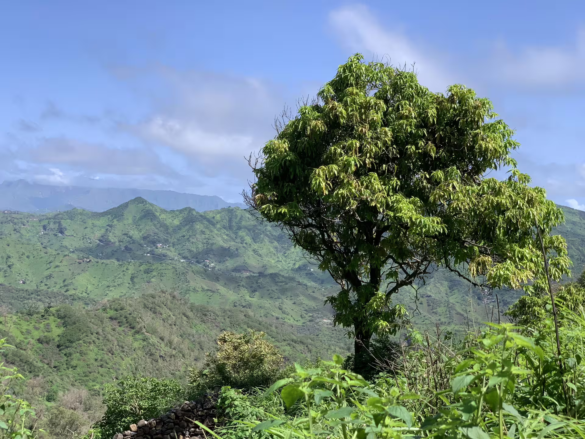 Solitary tree against a backdrop of green mountains on Santiago Island, perfect for a hiking adventure.
