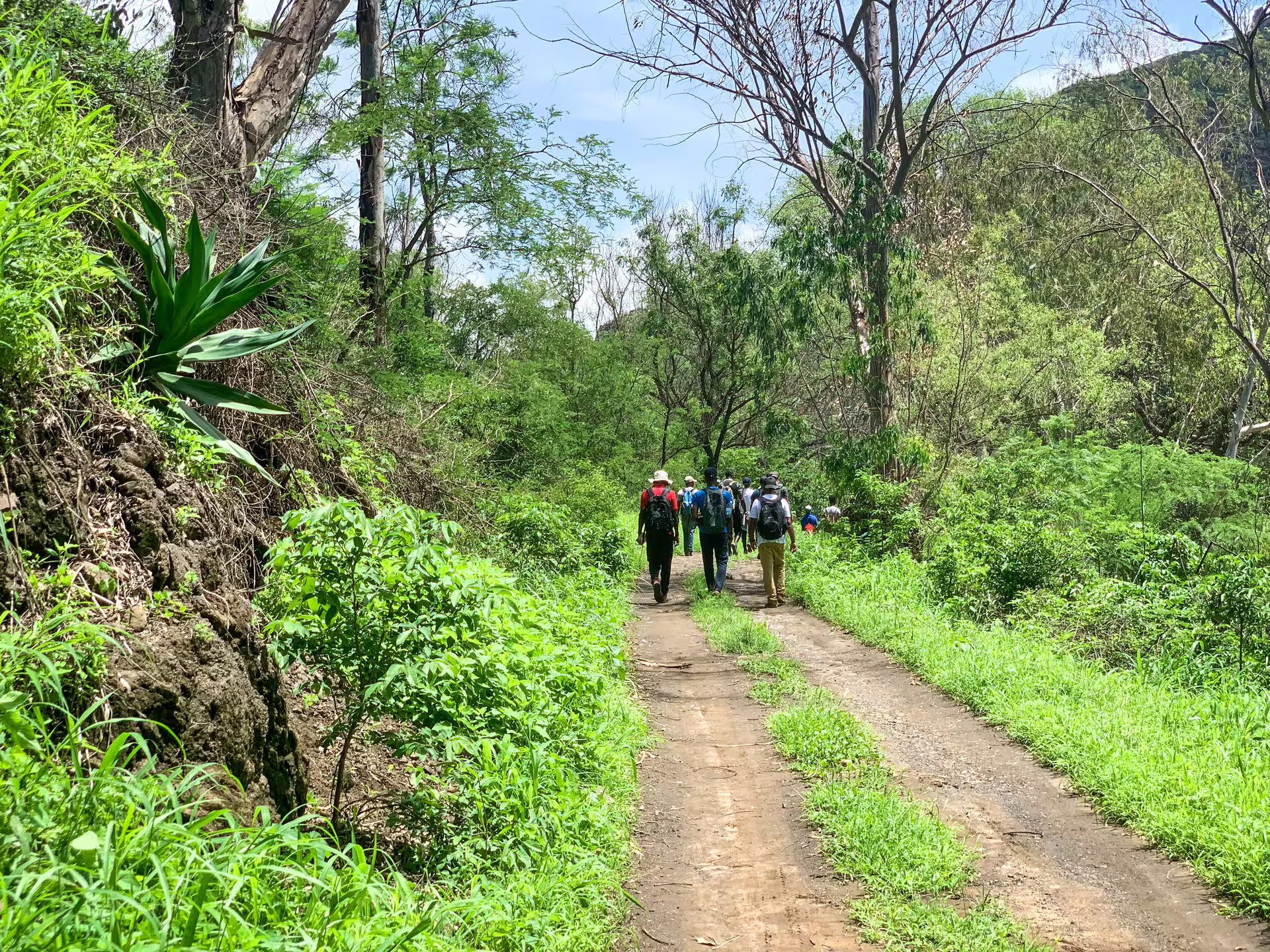 Hikers exploring lush green trails on Santiago Island's Longueira hike, perfect for nature enthusiasts.