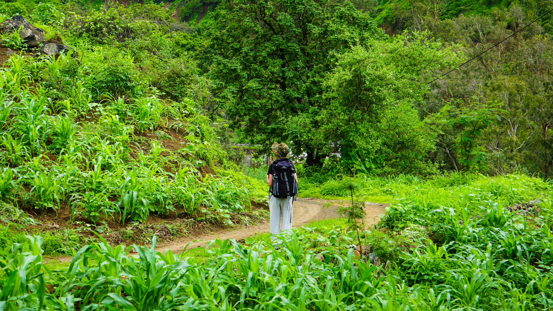 Hiker exploring lush green trails of Rui Vaz on Santiago Island, ideal for nature enthusiasts and adventurers.