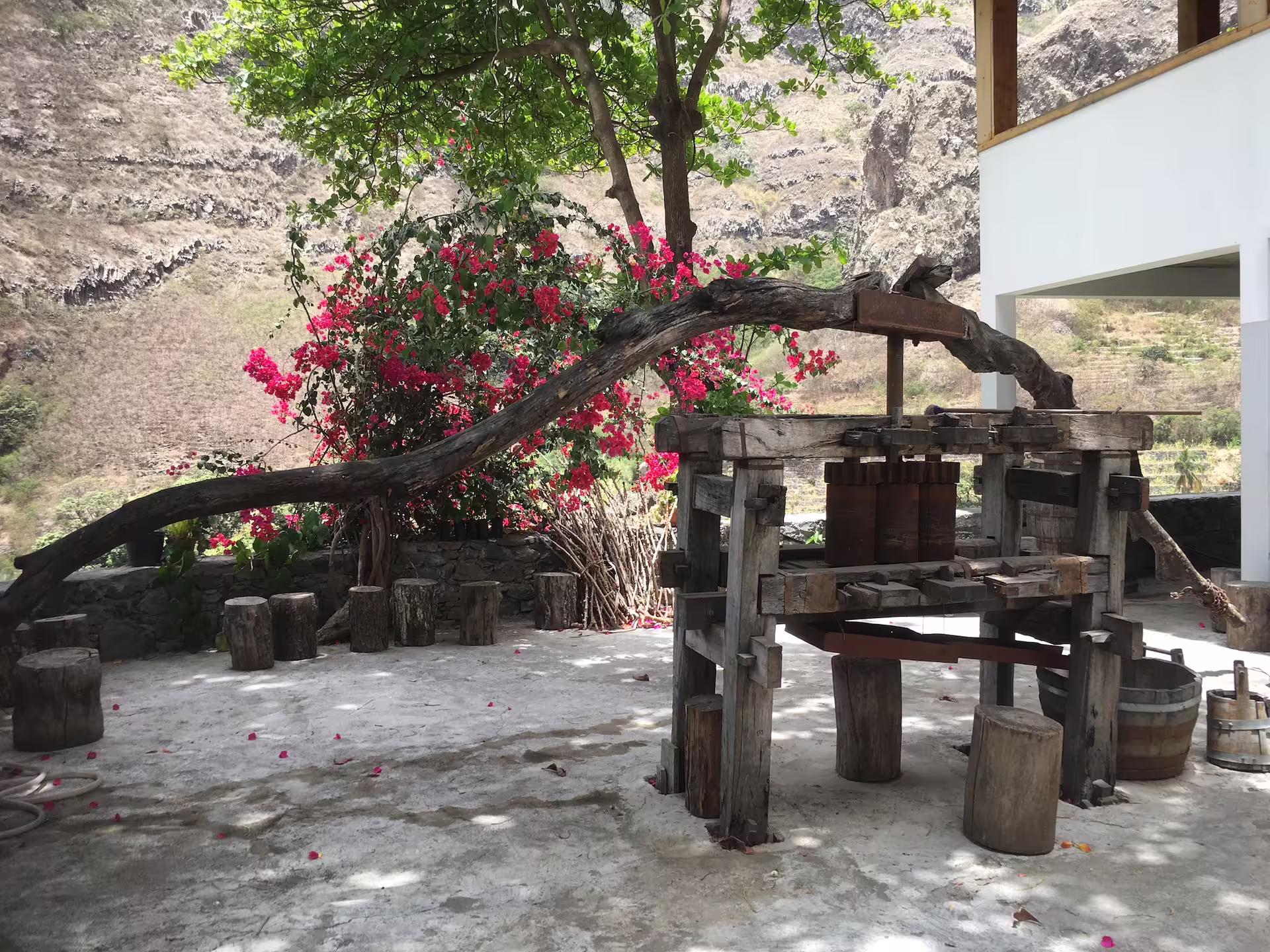 Rustic wooden press surrounded by vibrant bougainvillea on a scenic Santo Antão day trip from São Vicente, Cape Verde.