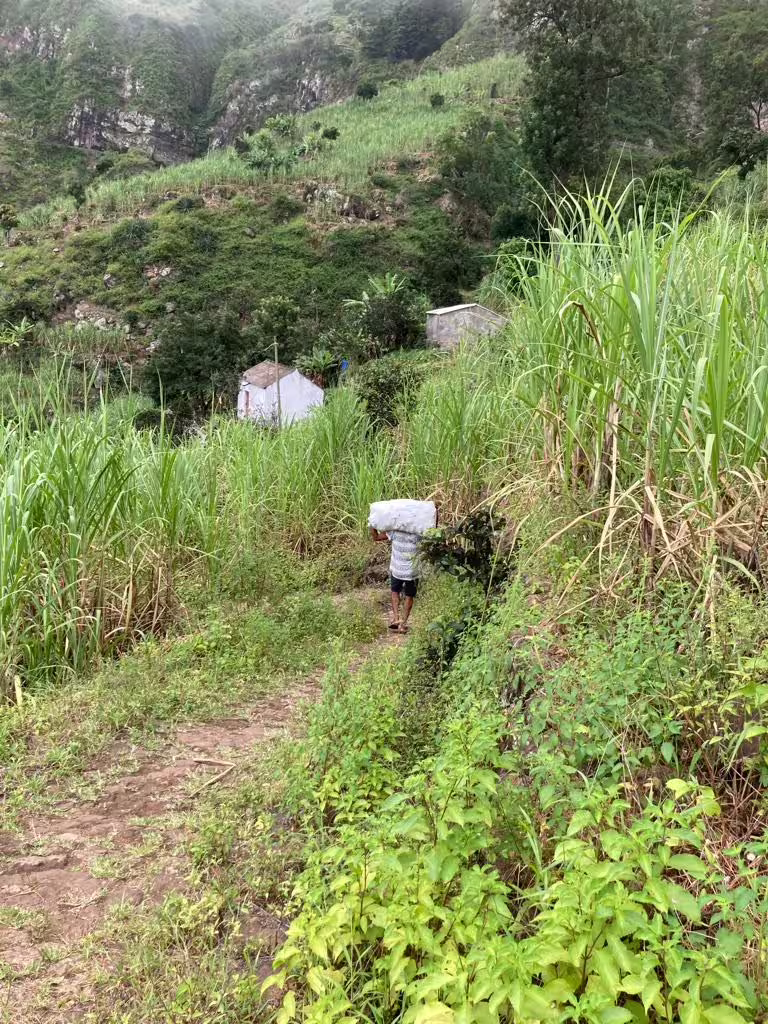 Hiker traverses lush greenery in the scenic Valley of Paul, Santo Antão, showcasing Cape Verde's natural beauty on a trekking tour.