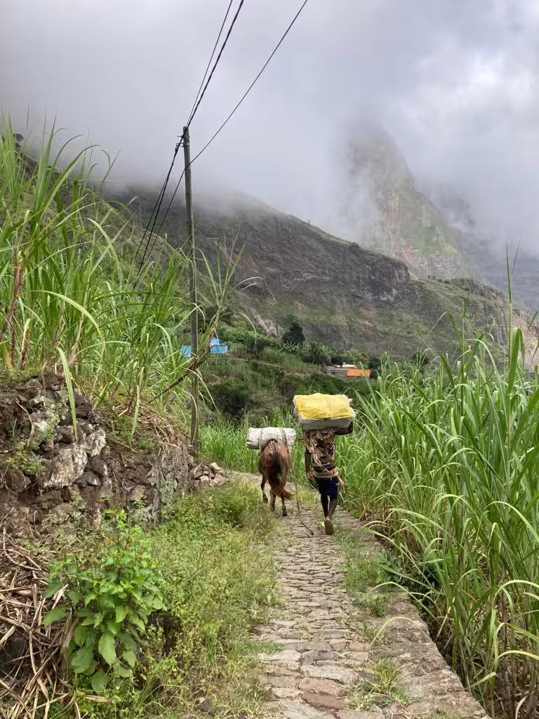 Lush green valley in Santo Antão, Cape Verde, with a local carrying goods alongside a donkey on a scenic cobblestone path.