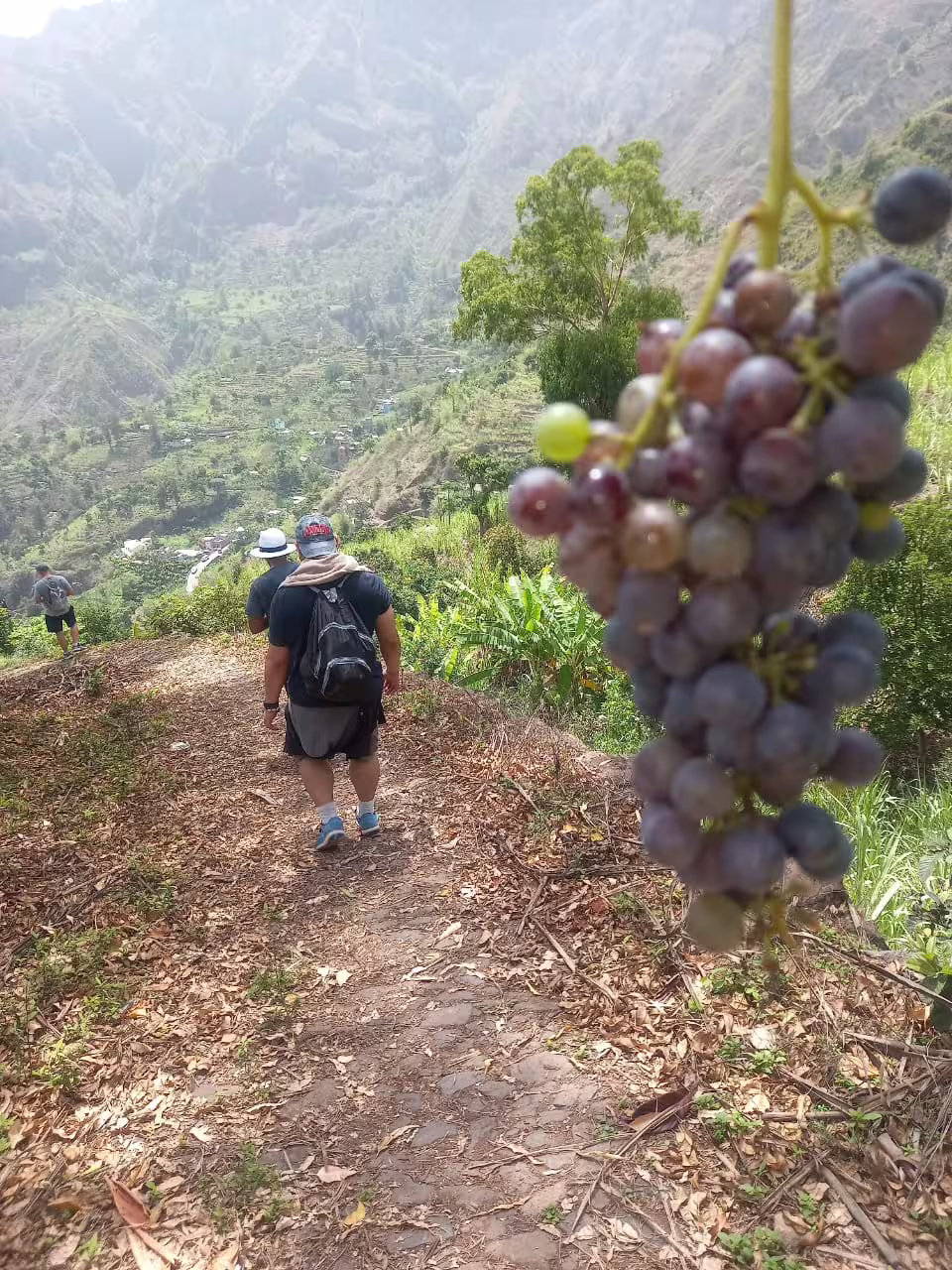 Hikers explore lush Santo Antão Valley of Paul with vibrant grapevines, offering stunning views on São Vicente trek adventure.