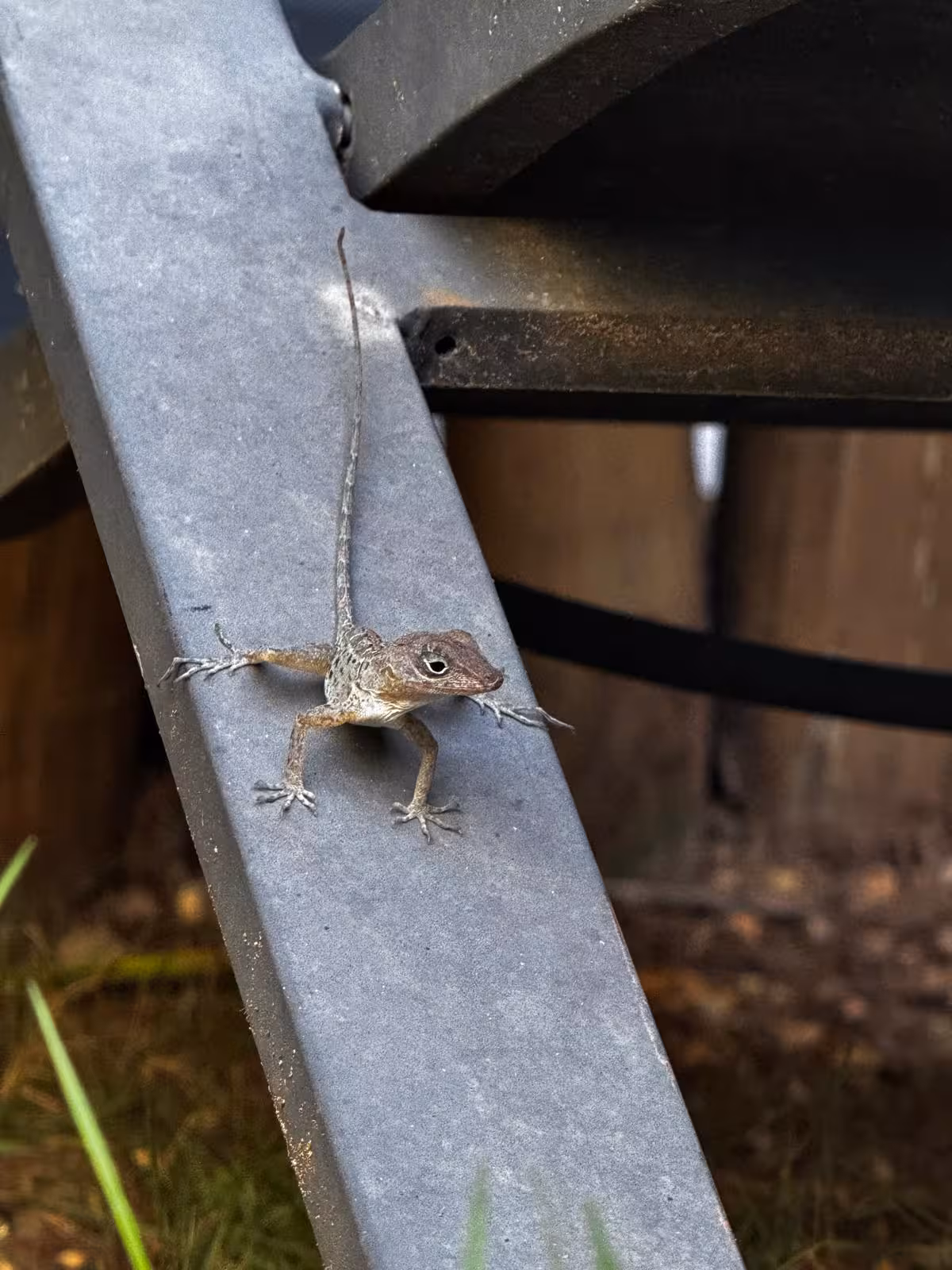 Small lizard on a bench in Santo Domingo, local wildlife detail