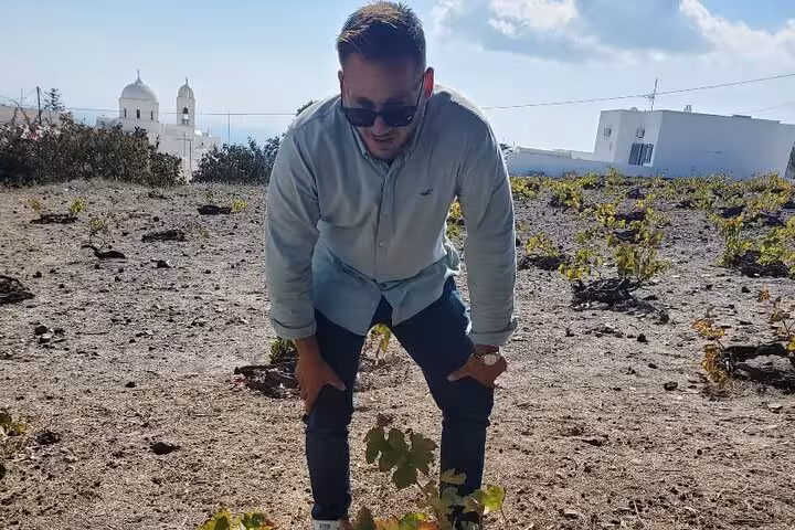 Tailored Santorini adventure with local guide in a volcanic vineyard, ideal for private wine tour and sightseeing