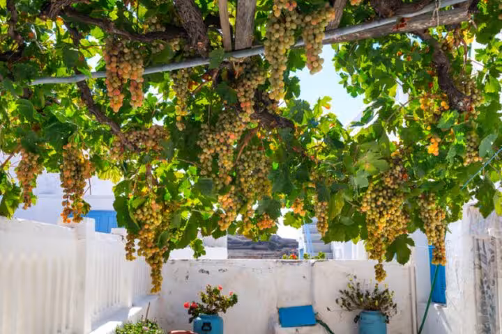 Sunlit Santorini vineyard pergola with hanging grape clusters, part of Explore Santorini with your 5-Senses tour