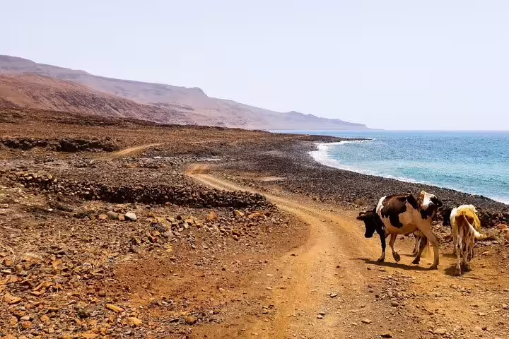 Cows walking along São Nicolau's rocky coastline, highlighting the island's unique rural charm and hiking trails.