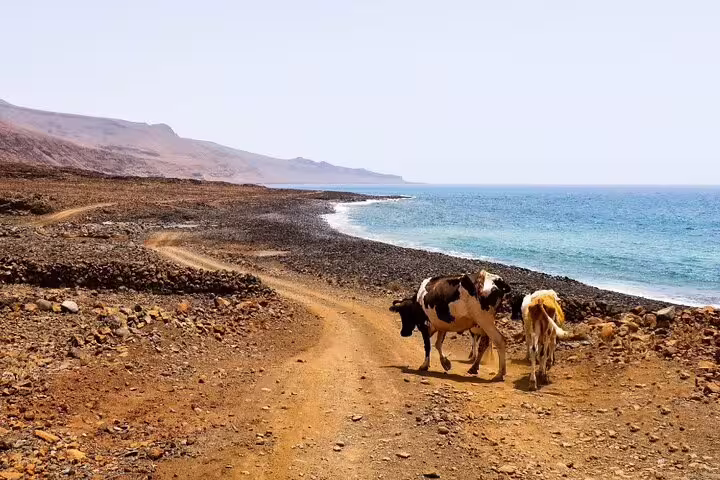 Cows walking along a coastal path with rocky terrain and clear blue sea in São Nicolau, Cape Verde, on a hiking trail.