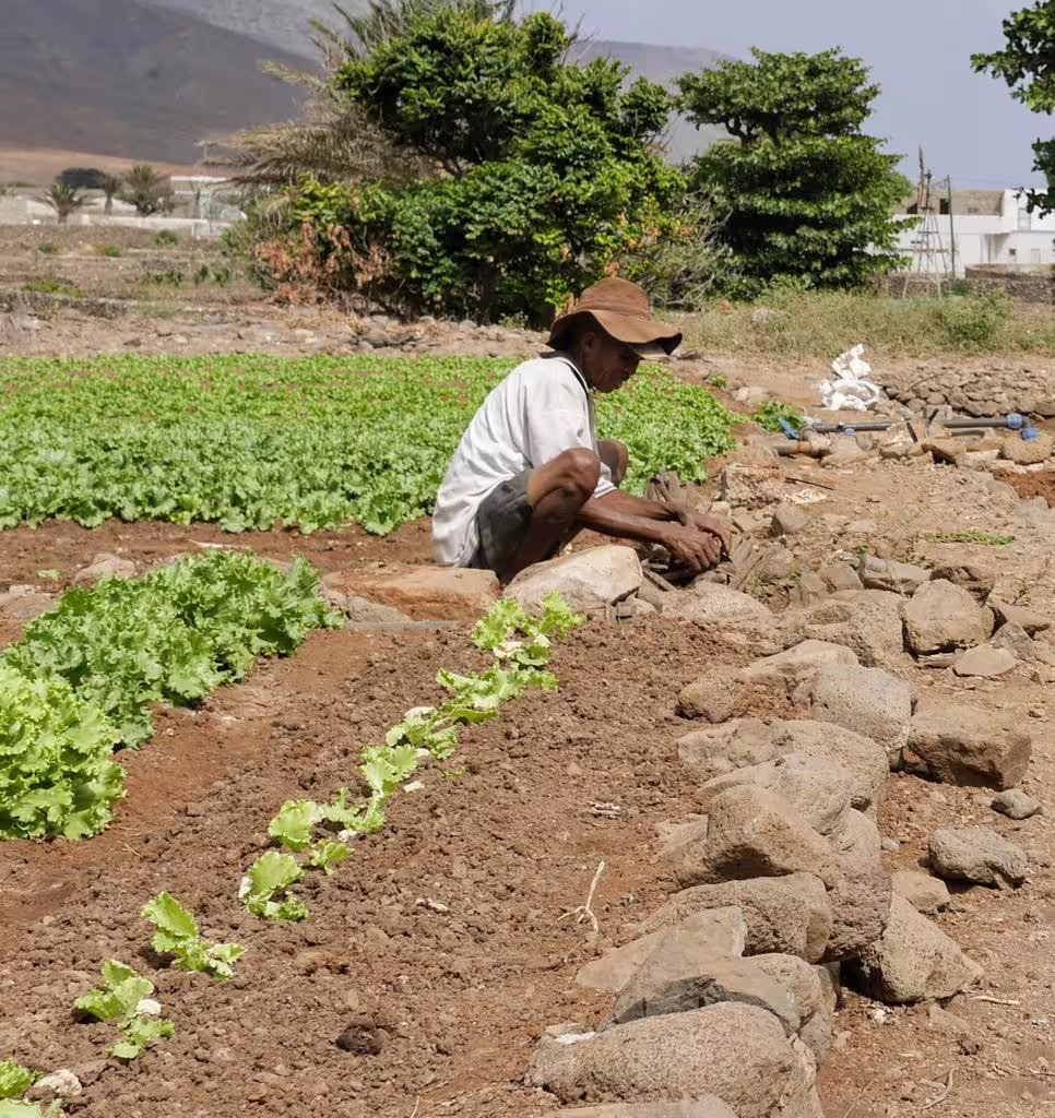 A farmer tends to crops in a verdant garden on São Vicente, showcasing rural life and natural beauty on this half-day tour.