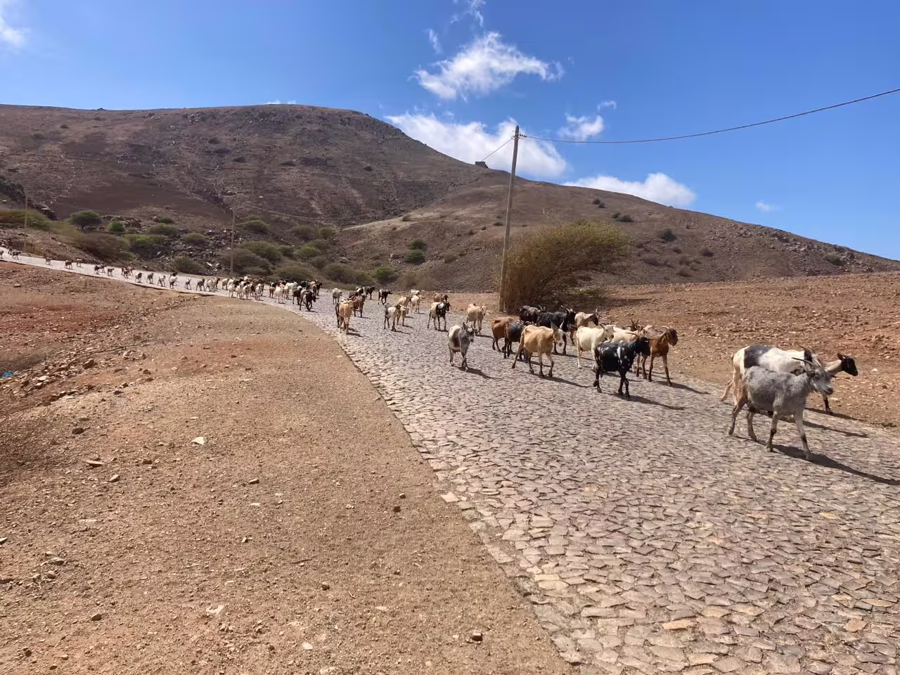 Herd of goats walking along a cobblestone path with arid hills in the background on a São Vicente half-day excursion.