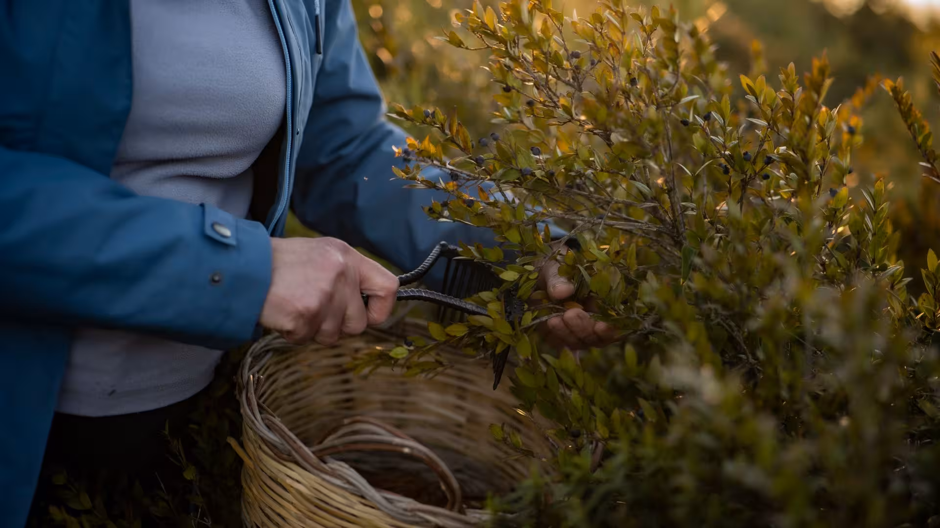 Person in a field carefully harvesting berries with a basket, highlighting traditional methods for Sardinian liqueur production.