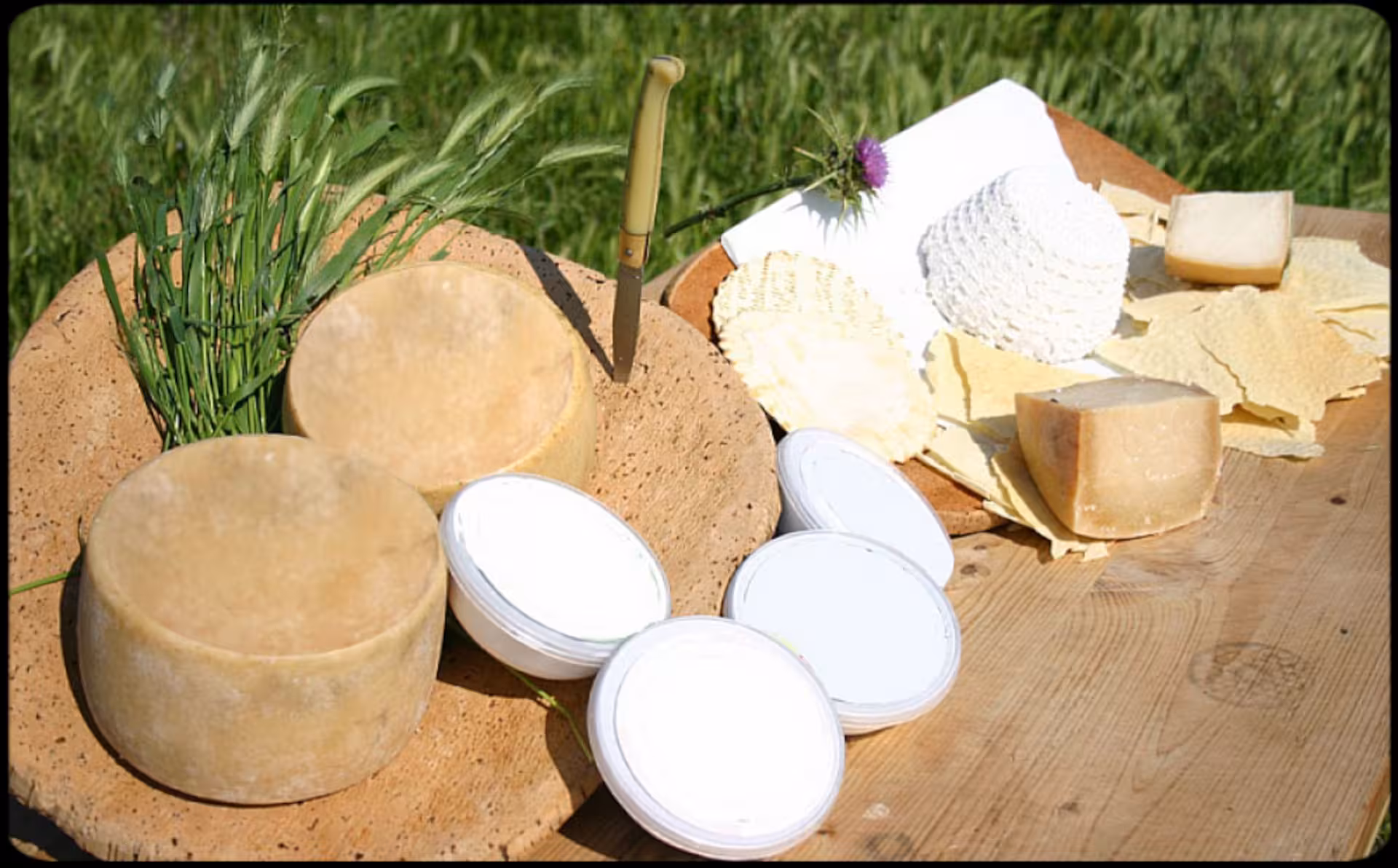 A rustic display of Sardinian cheeses and bread on a wooden table in Bitti, ideal for a shepherd's lunch tour.