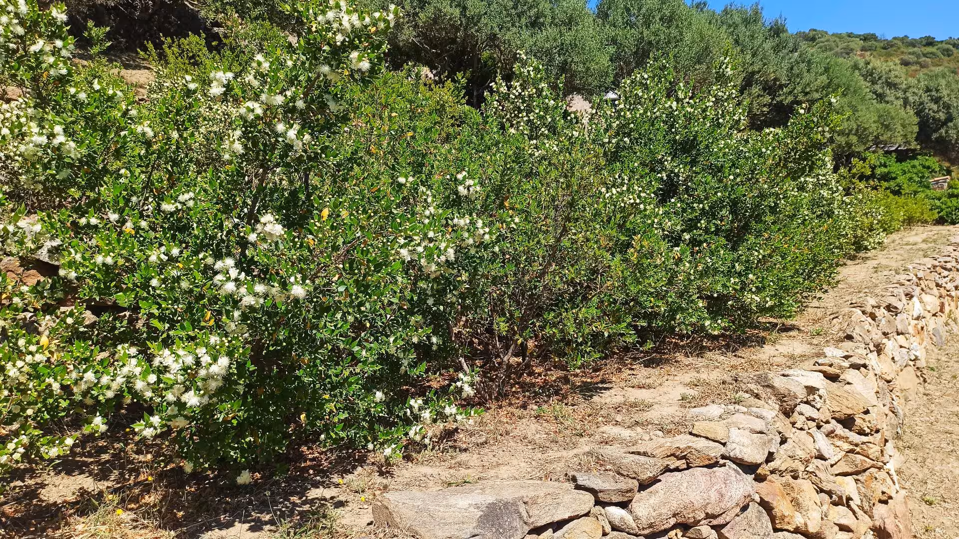 Lush myrtle plants in full bloom at a Sardinian myrtle-making factory near Olbia under a clear blue sky.