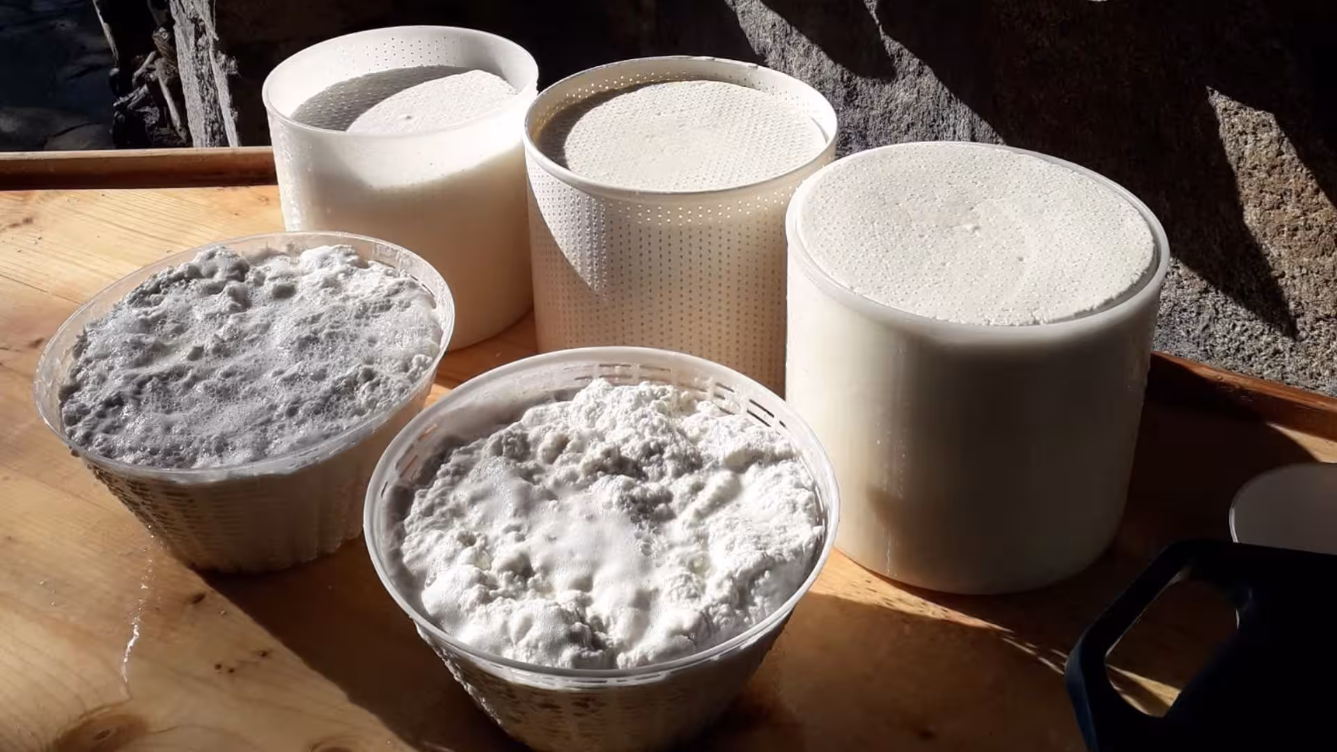 Freshly made Sardinian pecorino cheese in molds, showcasing the artisanal cheese-making process in Burgos.