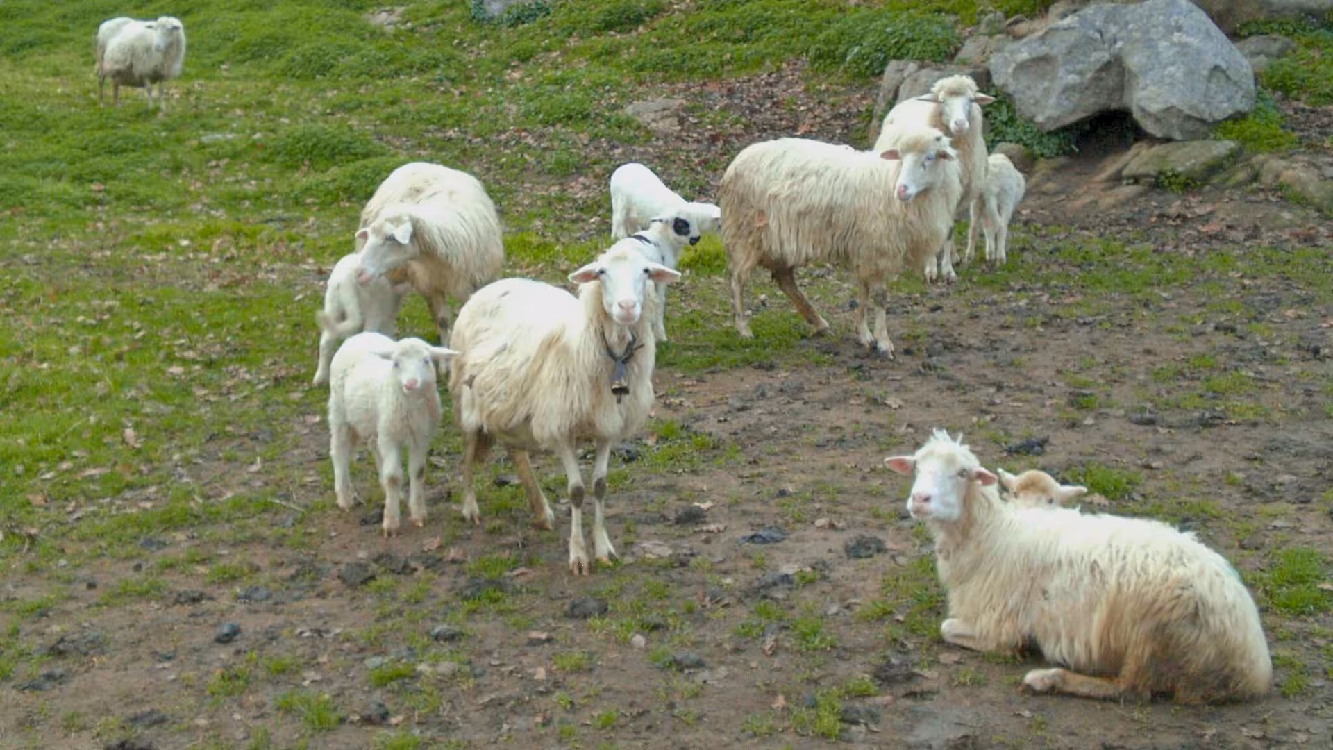 Flock of sheep grazing in Sardinian landscape, essential for pecorino cheese production workshop in Burgos.