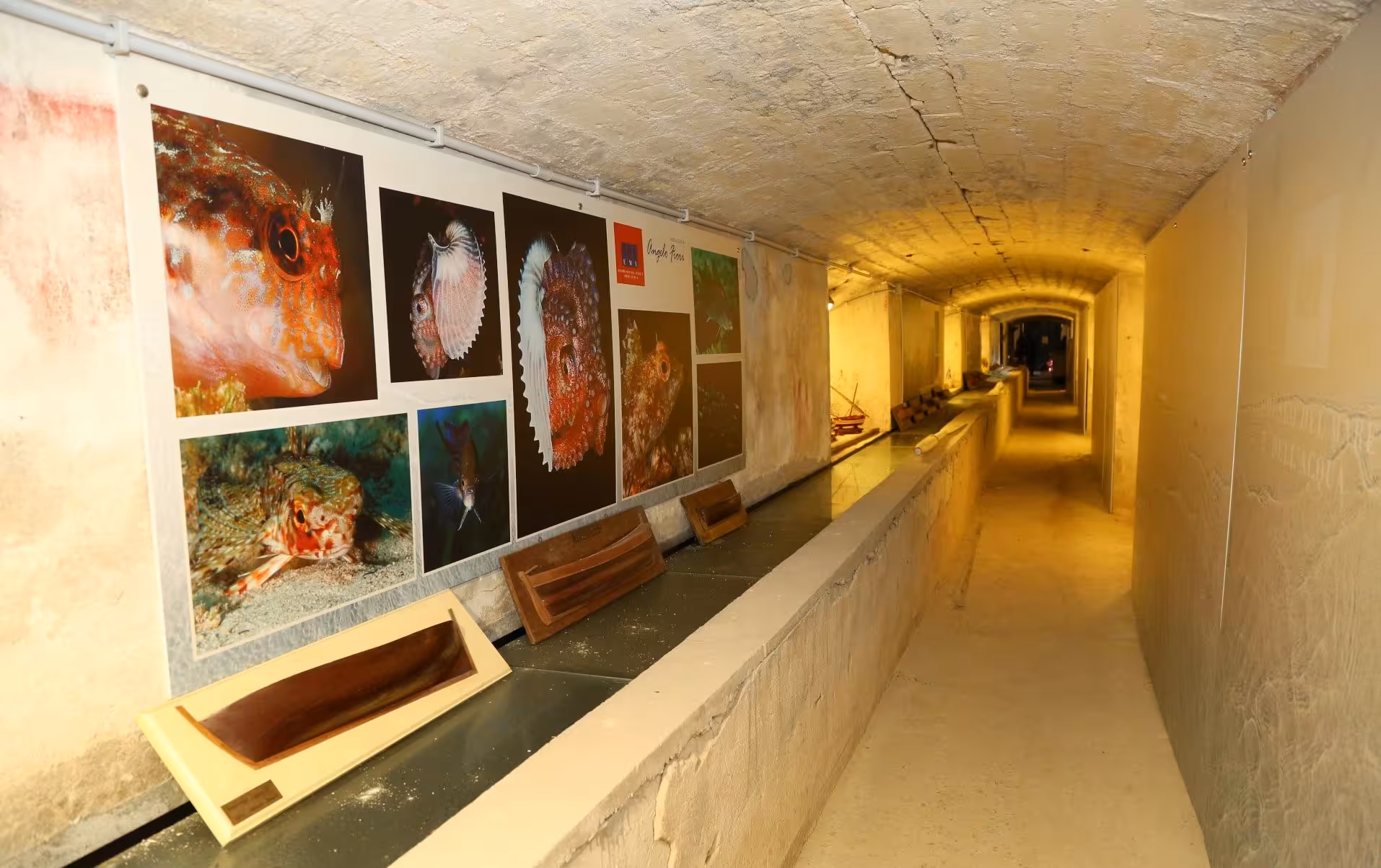 Explore marine life exhibits in the Sea and Water Ecomuseum's underground tunnel in Sassari.