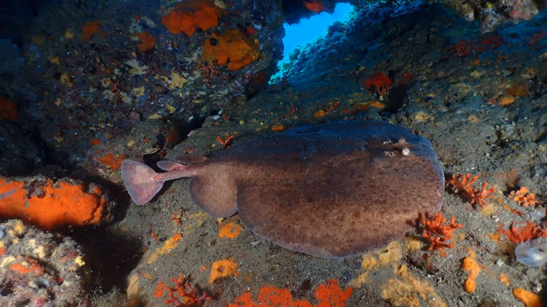 Large flatfish camouflages on rocky seabed, showcasing diverse marine life in Sassari's underwater baptism adventure.