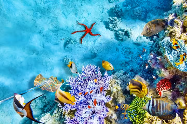 Colorful Red Sea fish and coral garden at Sataya Reef, Marsa Alam dolphin snorkeling cruise with lunch included