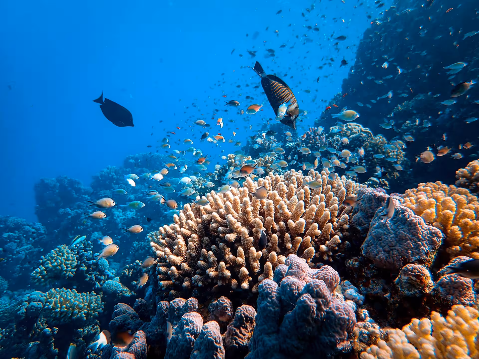 Colorful coral reef teeming with tropical fish at Sataya Reef snorkeling site in the Red Sea