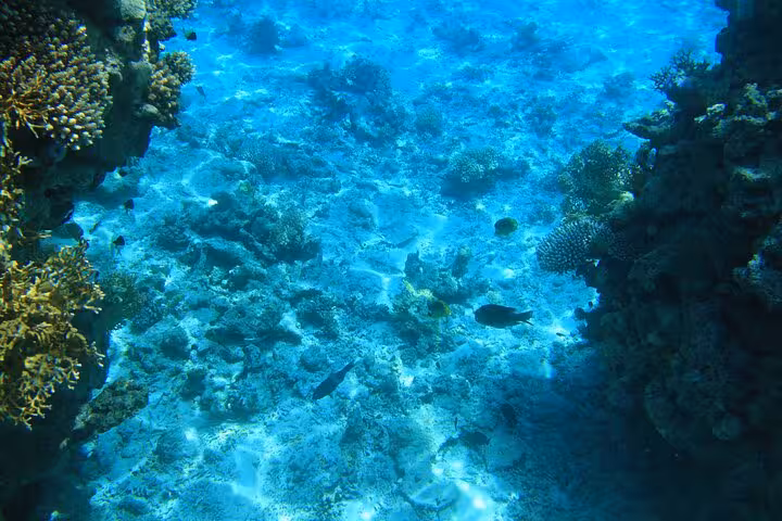 Underwater view of Sataya Reef coral formations and tropical fish on a Marsa Alam snorkeling cruise excursion