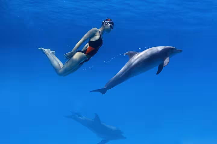 Swimmer gliding beside a dolphin at Sataya Reef, Marsa Alam Red Sea dolphin snorkel cruise with lunch