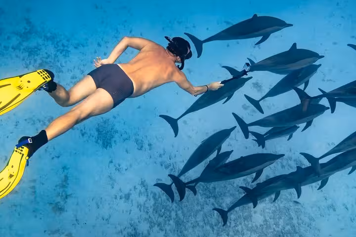 Snorkeler with fins swimming beside wild dolphins at Sataya Reef, Marsa Alam Red Sea cruise with lunch