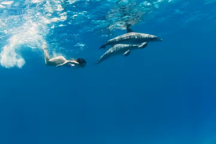 Snorkeler swimming with dolphins in Sataya Reef, Marsa Alam, on a Red Sea dolphin snorkel cruise with lunch