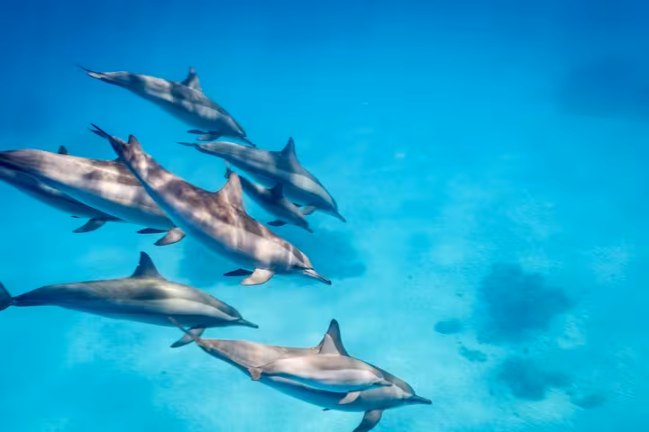 Pod of dolphins swimming in clear Red Sea water at Sataya Reef, Marsa Alam dolphin snorkel cruise tour