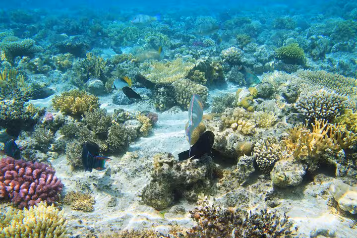 Colorful coral garden and reef fish at Sataya Reefs, Marsa Alam snorkel cruise in the Red Sea