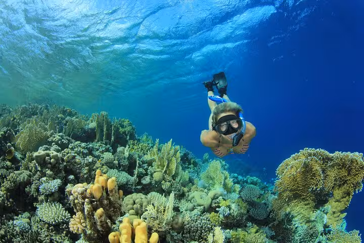 Snorkeler exploring vibrant coral reef at Sataya Reefs, Marsa Alam Red Sea dolphin snorkel cruise