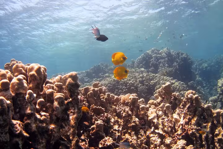 Colorful coral reef and tropical fish at Sataya Reefs on a Marsa Alam dolphin snorkel cruise with lunch