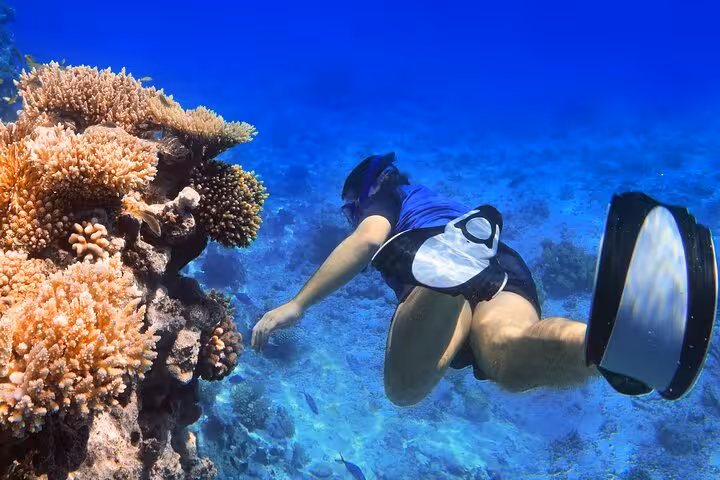 Snorkeler exploring vibrant coral reef at Sataya Reefs on a Marsa Alam dolphin snorkel cruise with lunch