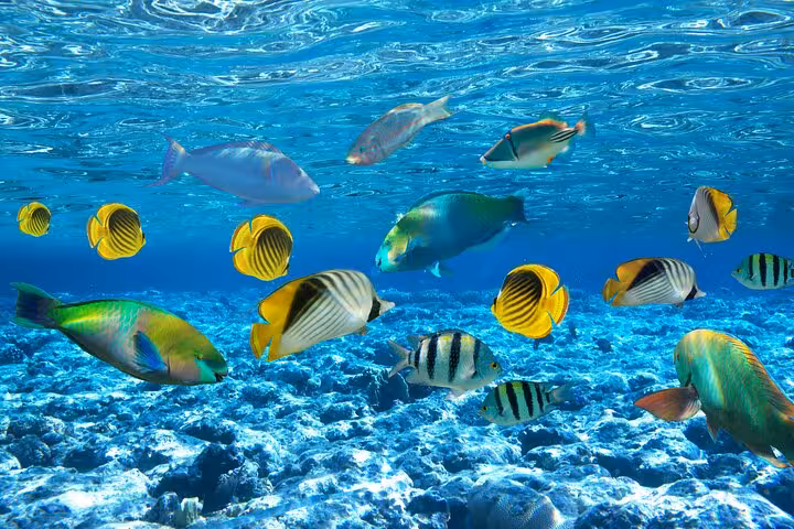 Colorful Red Sea reef fish over Sataya Reefs near Marsa Alam, ideal for dolphin snorkel cruise with lunch