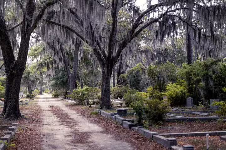 Spanish moss-draped oak trees lining a dirt path through Bonaventure Cemetery in Savannah, Georgia
