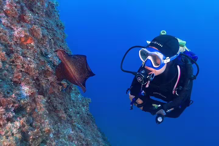 A scuba diver explores vibrant marine life, encountering a unique cuttlefish on a coral reef during a discovery dive tour.