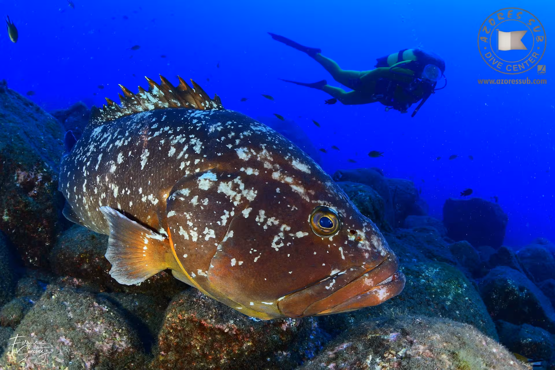 Scuba diver swimming past a giant grouper on a rocky reef, Diving Exit underwater tour in the Azores