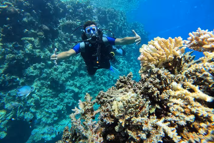 Scuba Diving Discovery Experience with diver hovering by colorful coral reef, perfect for first-time underwater adventure