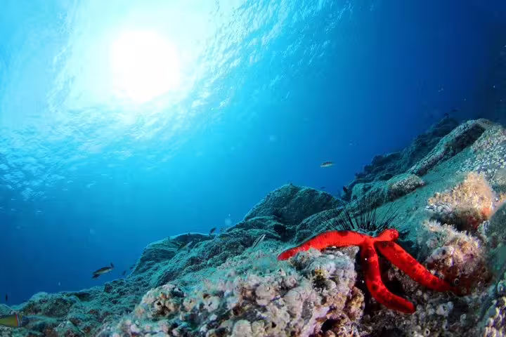 Vibrant underwater scene showcasing a starfish and diverse marine life during a scuba diving experience in Funchal's clear waters.