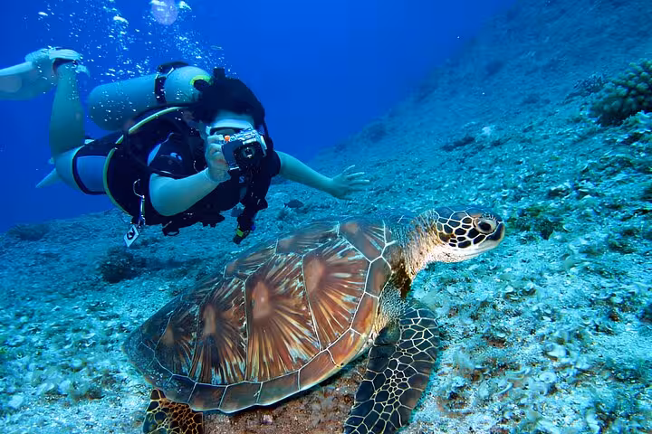 Scuba diver photographing a sea turtle on a Red Sea reef near Hurghada, ideal for beginners and certified divers