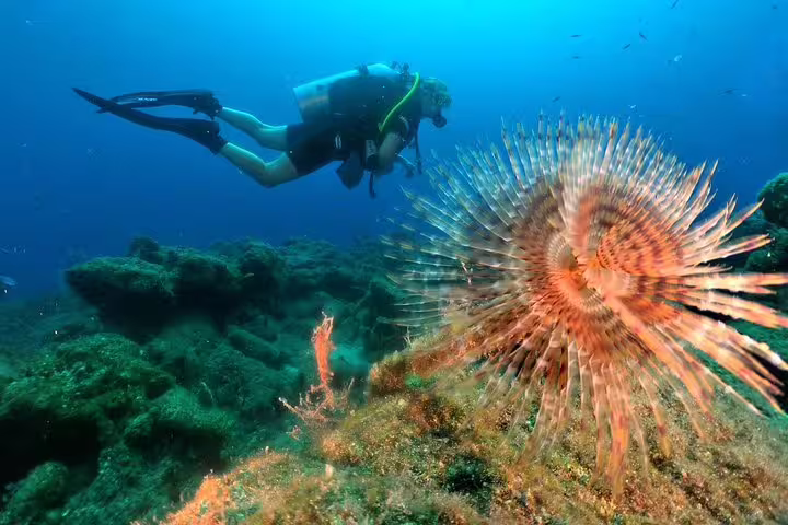 Scuba diver swims near colorful marine life on an underwater exploration tour from Kusadasi or Selcuk.