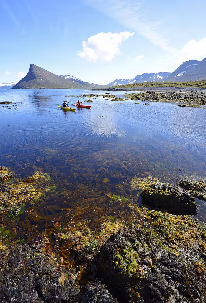 Sea kayakers paddling a calm fjord with snowy mountains and seaweed shore on Paddle in the Wild tour